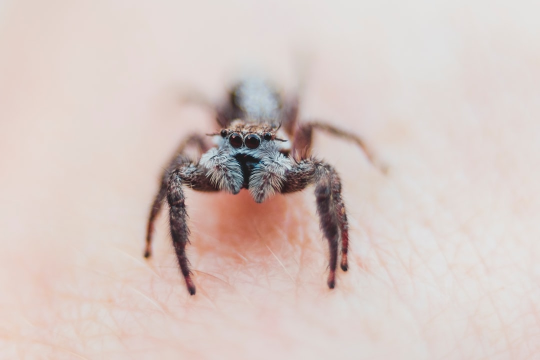 close-up photography of black and grey spider