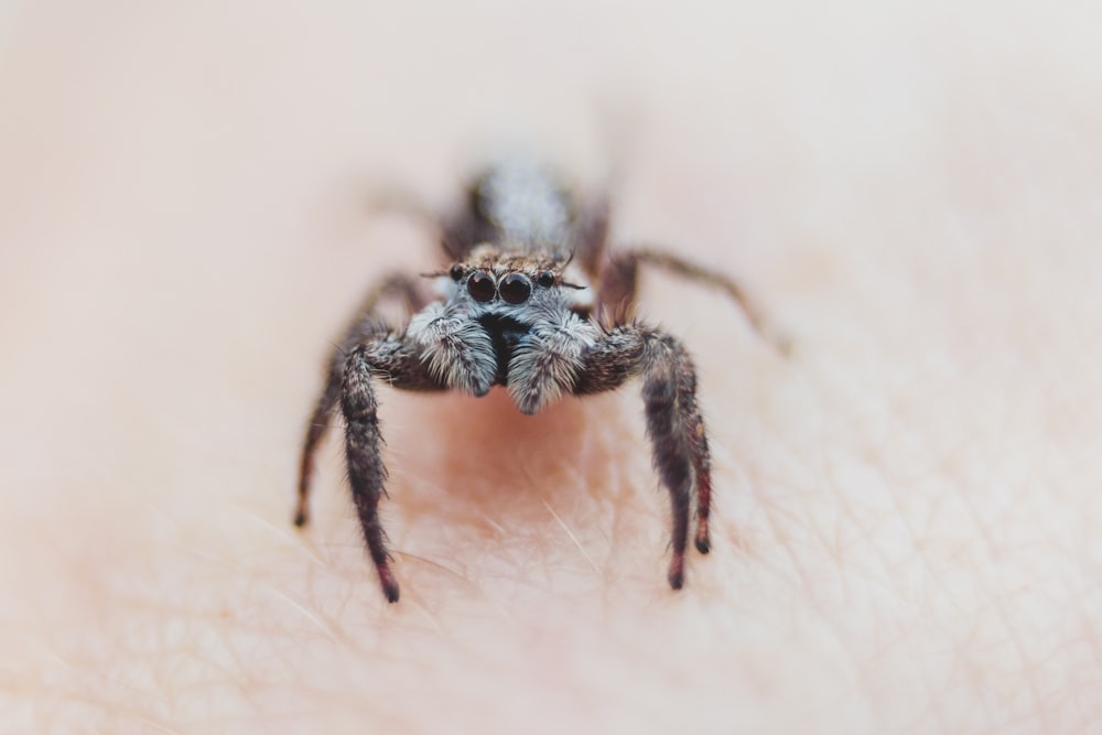 close-up photography of black and grey spider