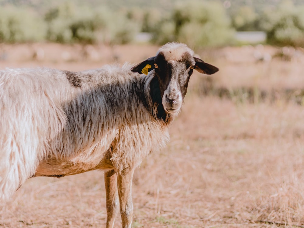 short-coated white goat