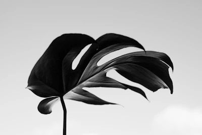 An artistic black and white photo of a single leaf against a clear sky.