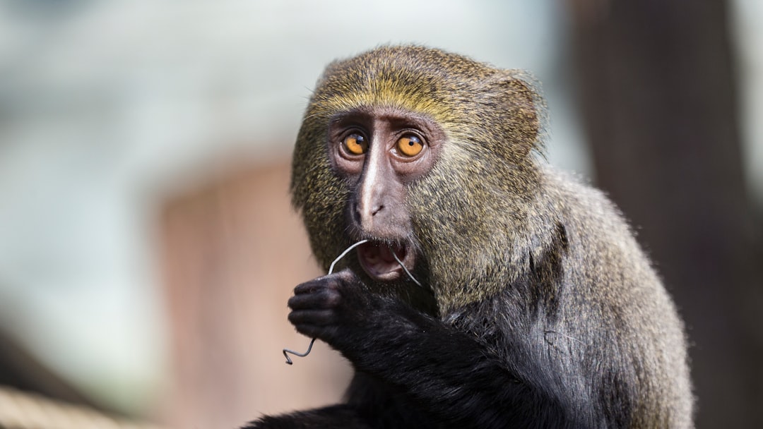 photo of Mulhouse Wildlife near Kaysersberg