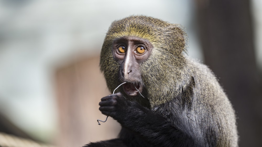 selective focus photography of monkey