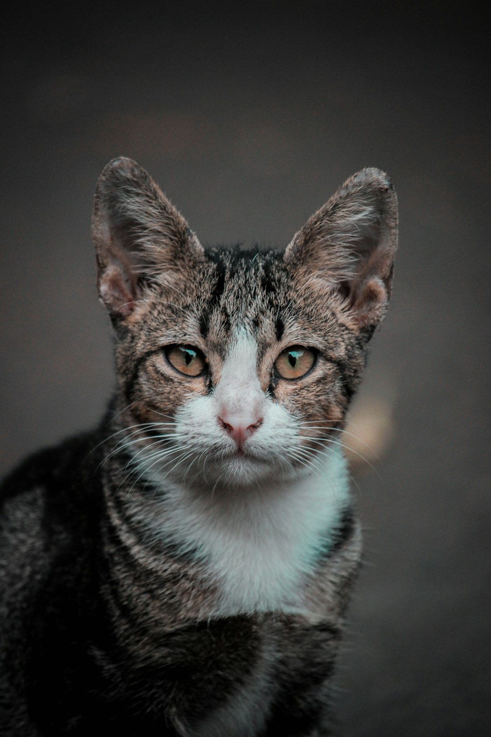 selective focus photo of brown tabby cat