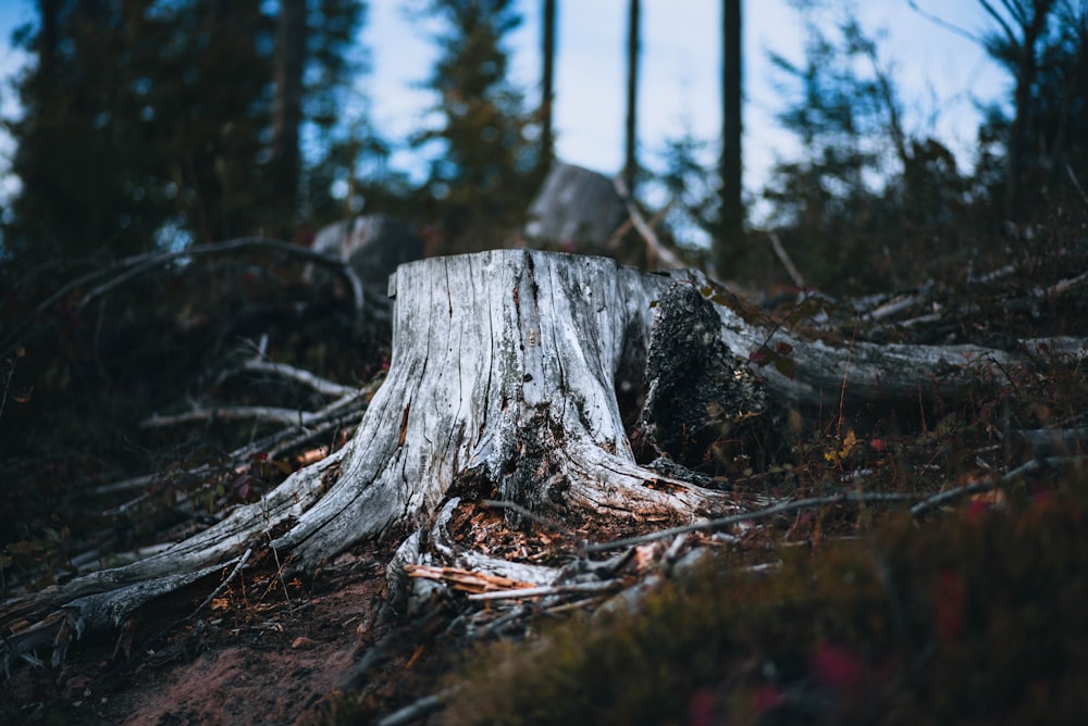 tree trunk