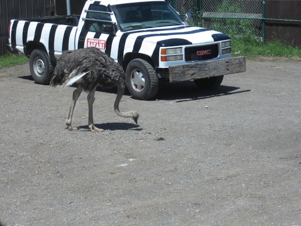 An ostrich stands on a gravel surface near a zebra-striped safari truck. The truck has a wooden bumper and displays an 'African Lion Safari' sign. In the background, there is a fence and some greenery.