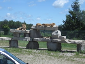 Several lions are resting on large, flat stones arranged in a tiered structure. The setting appears to be an outdoor enclosure, possibly in a zoo or wildlife park, with green grass, trees, and a clear blue sky in the background. A car is partially visible at the bottom left corner.