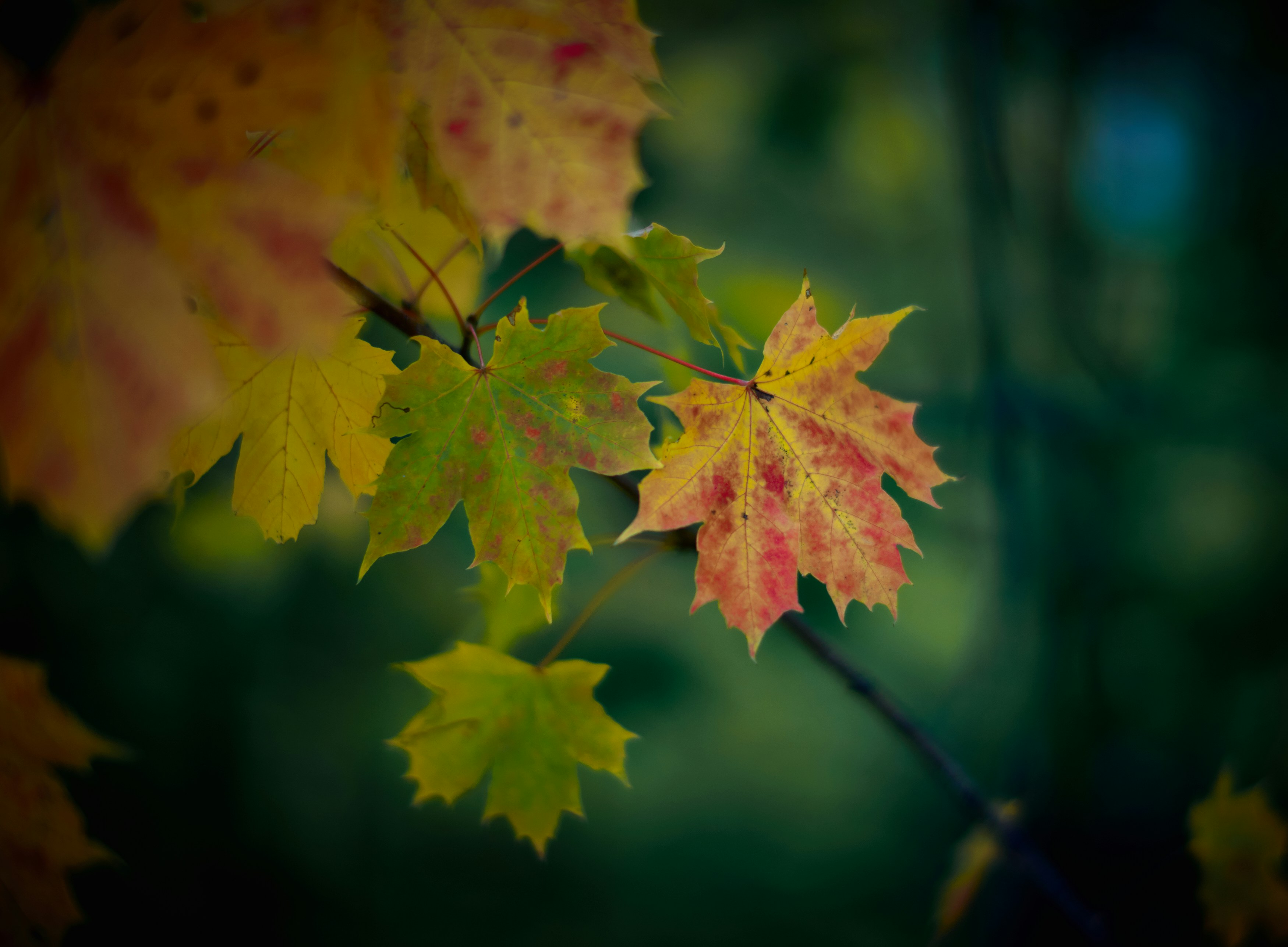 Photo by vidarnm