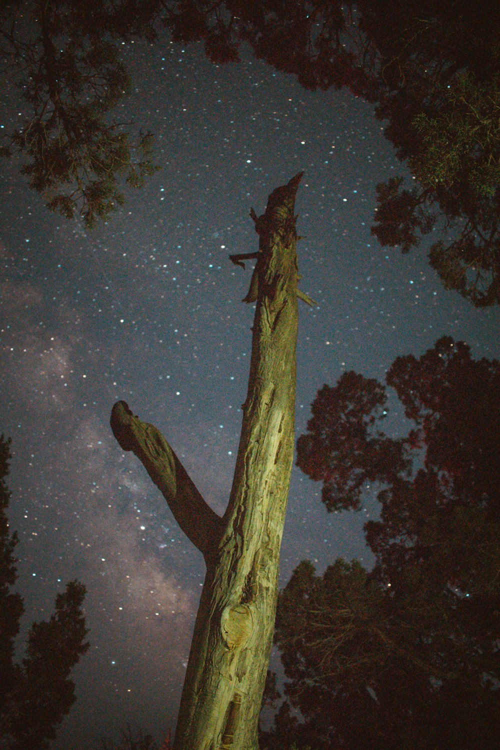 Tronco de árbol marrón durante la noche
