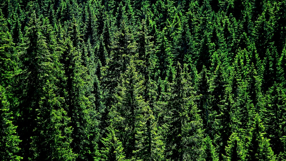 aerial photography of green trees