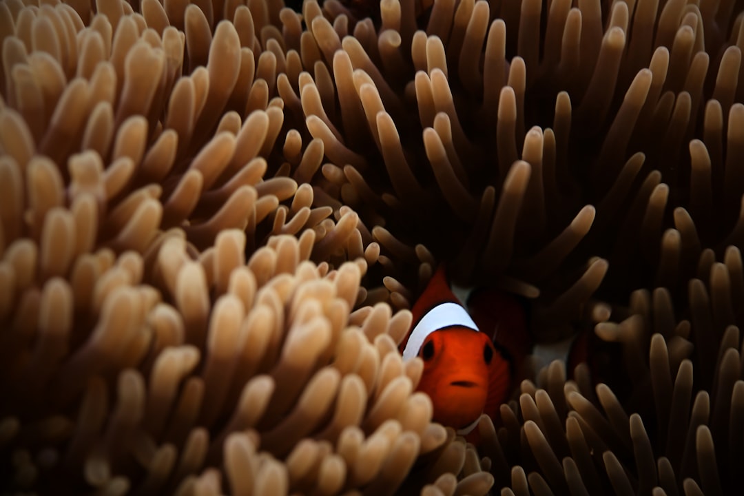 Underwater photo spot Anilao Port Lemery