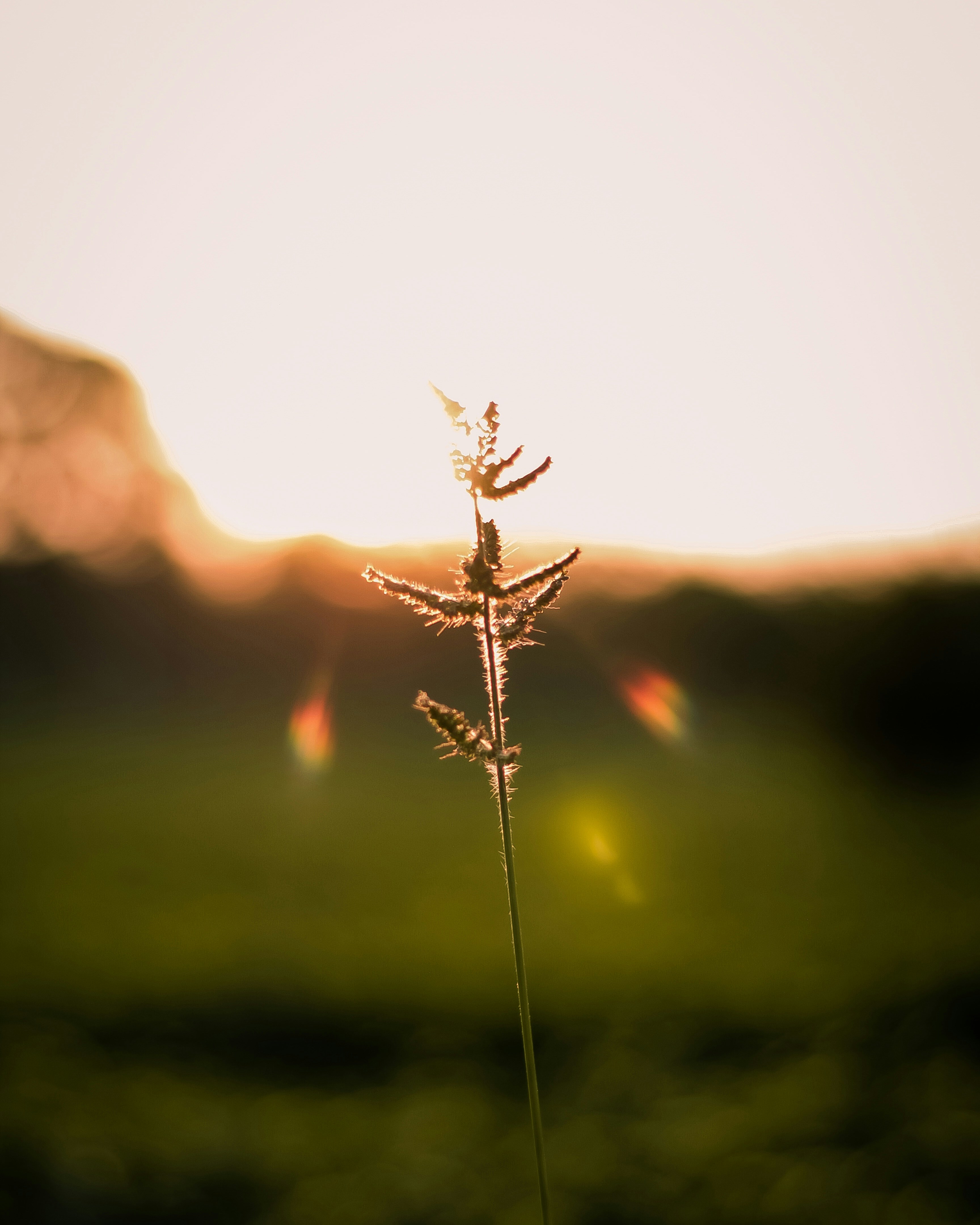 Photo by mochrevan