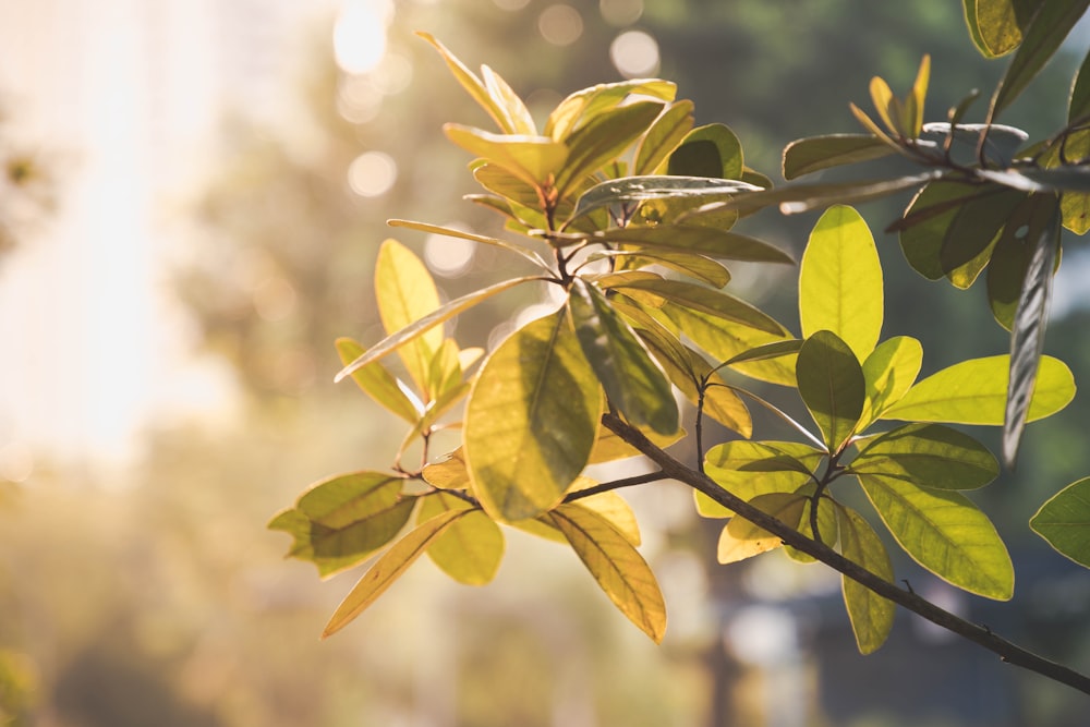 green leafed plant