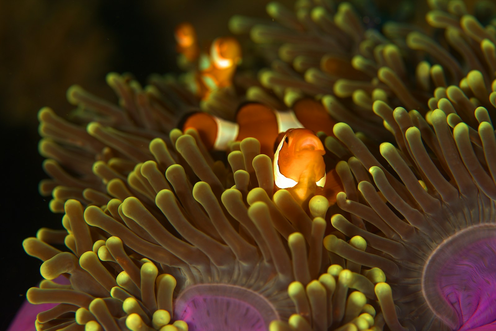 Canon EOS 6D sample photo. Group of clownfishes photography