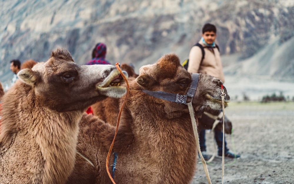 hombre de pie junto a los camellos