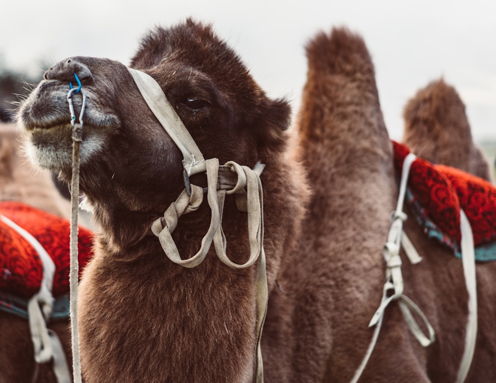 brown camel during daytime