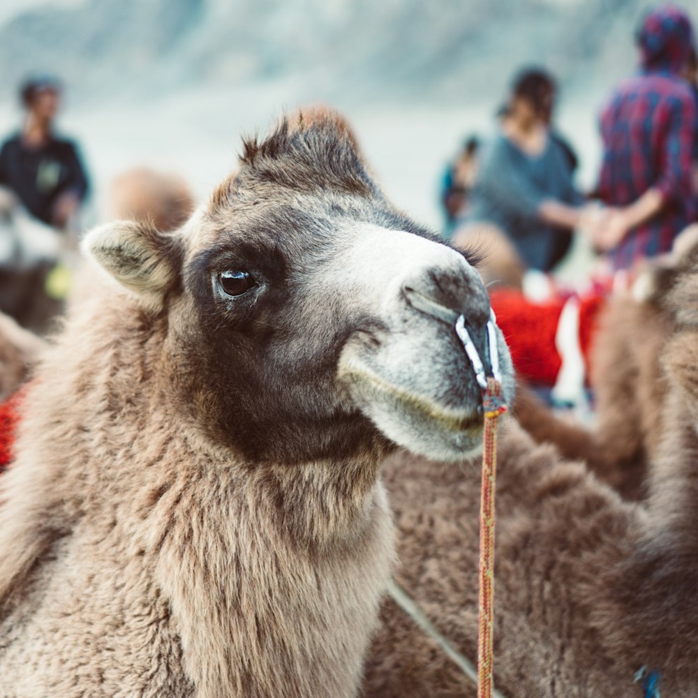 close-up photography of brown camel