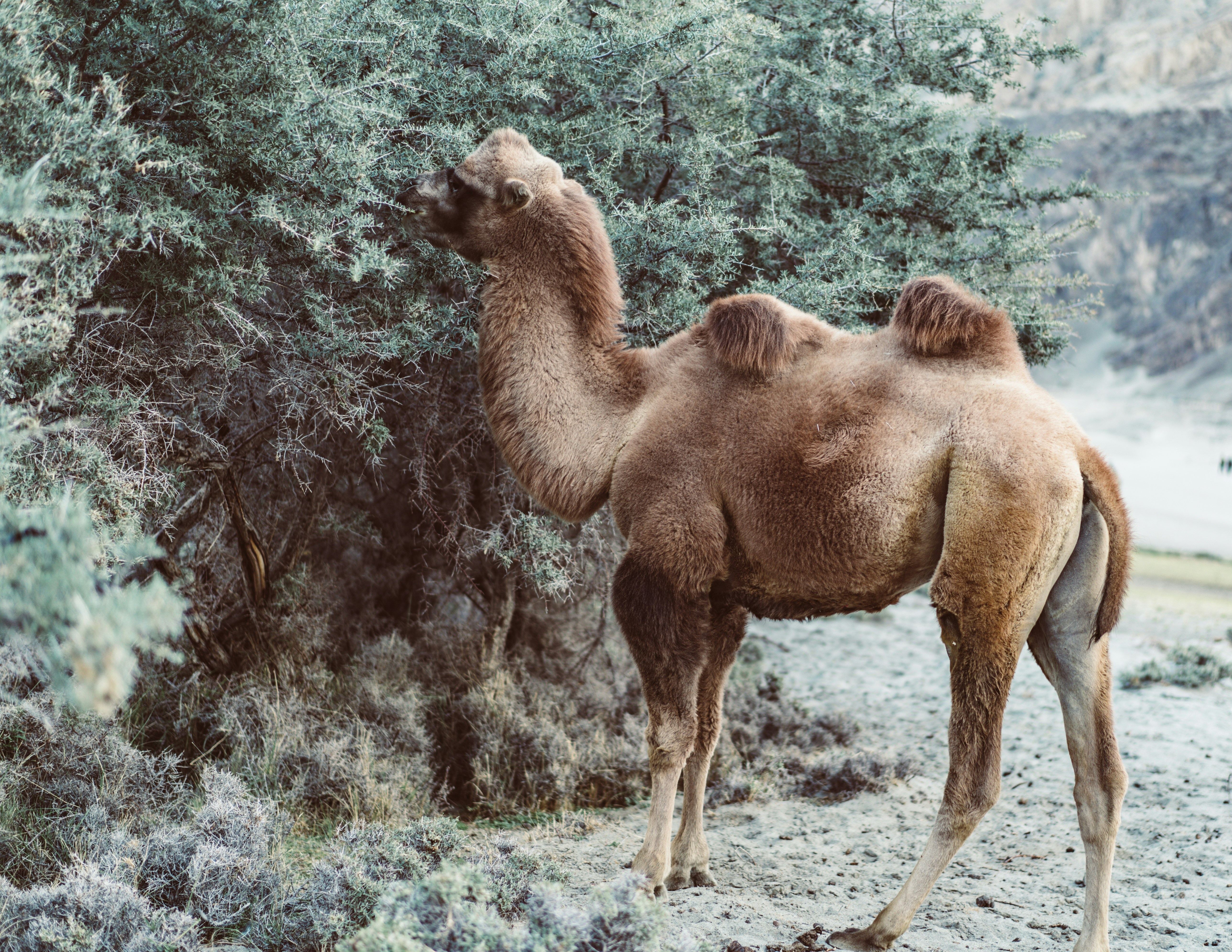 brown camel eating green leaves from tree photo – Free Hunder Image on  Unsplash