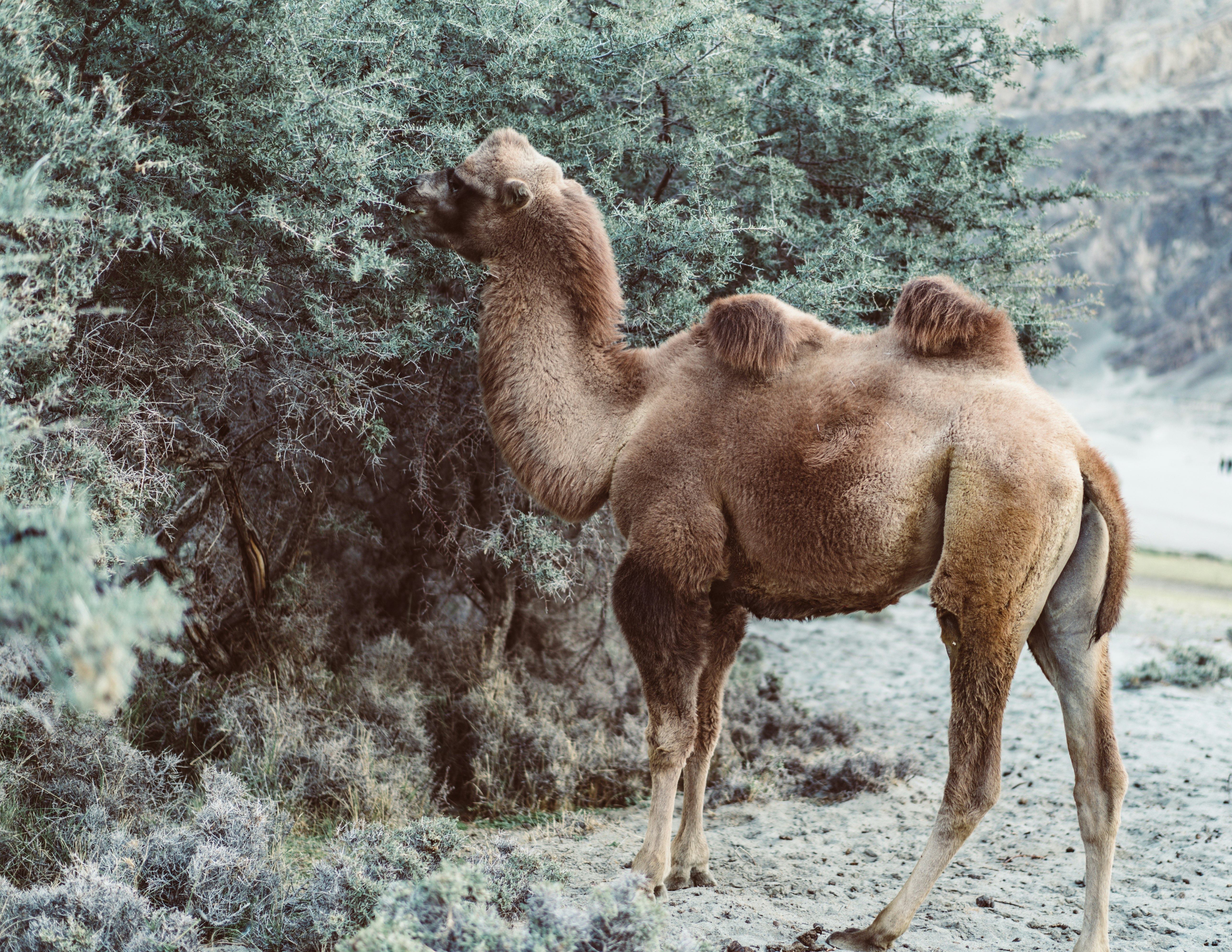 brown camel eating green leaves from tree