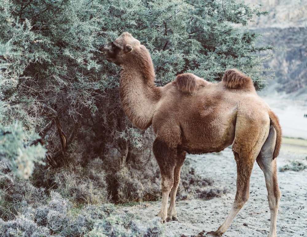 brown camel eating green leaves from tree