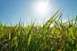 A vibrant field of green rice plants bathed in sunlight, with the sun shining brightly in a clear blue sky above. The perspective is low, capturing the rice plants and their grain-laden stalks in detail.