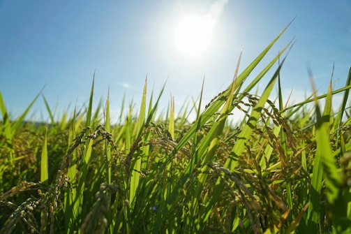 Wide shot of green rice fields under a clear Arkansas sky at sunrise.