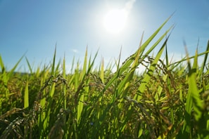 A vibrant field of green rice plants bathed in sunlight, with the sun shining brightly in a clear blue sky above. The perspective is low, capturing the rice plants and their grain-laden stalks in detail.