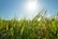 Portrait of Ravi, a smiling farmer standing in his green, thriving vegetable field at sunrise.