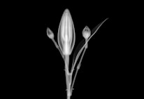 An x-ray image of a flower with three distinct buds, displaying intricate internal structures in shades of white against a black background. The central bud is the largest, with two smaller buds on either side, accompanied by slender leaves.