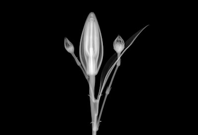 An x-ray image of a flower with three distinct buds, displaying intricate internal structures in shades of white against a black background. The central bud is the largest, with two smaller buds on either side, accompanied by slender leaves.