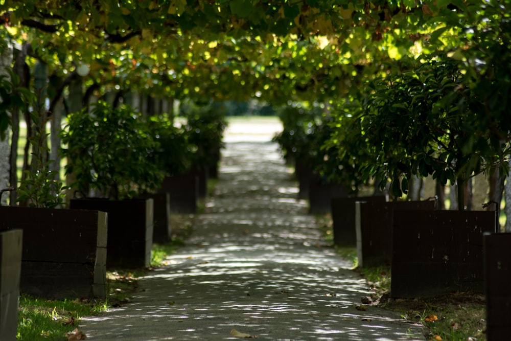 empty road between green leafed plants