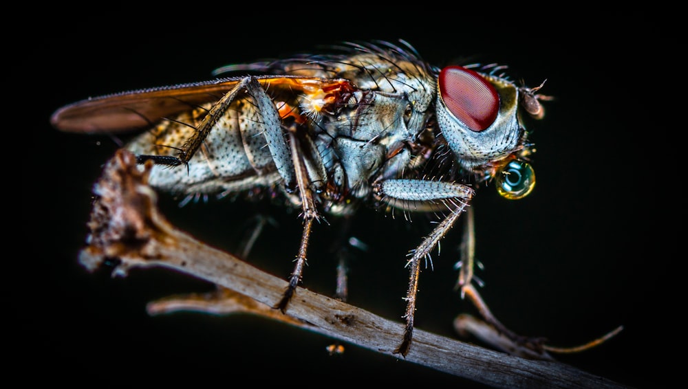 closeup photo of fly