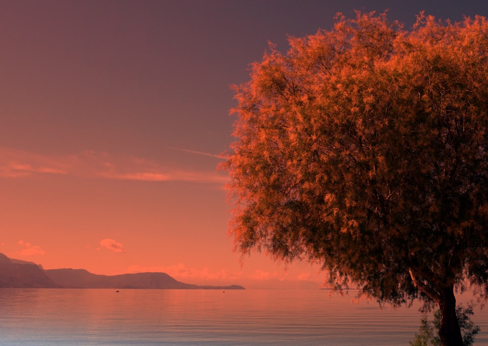 tree by the lake