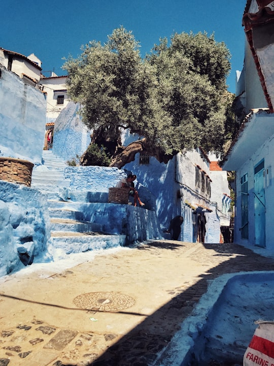 green tree beside houses at daytime in Chefchaouen Morocco