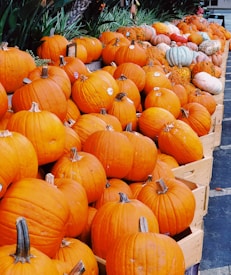 A large display of bright orange pumpkins is stacked in wooden crates, with a variety of shapes and sizes. Some pumpkins have small stickers on them, and a few gourds of different colors like bluish-green and white are mixed in. The scene suggests an autumn or Halloween theme with greenery in the background.