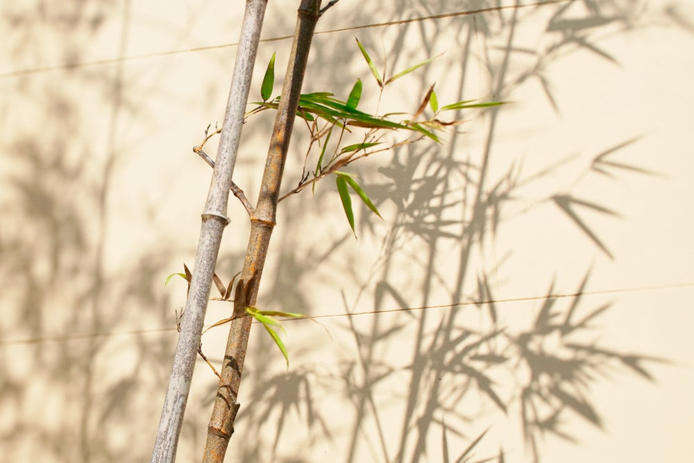 흰 벽 근처의 녹색 잎 대나무 식물