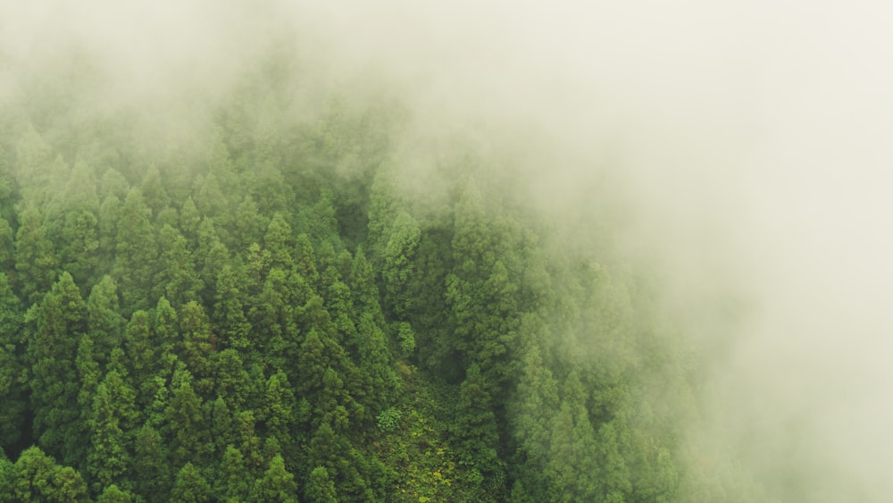 top view of forest