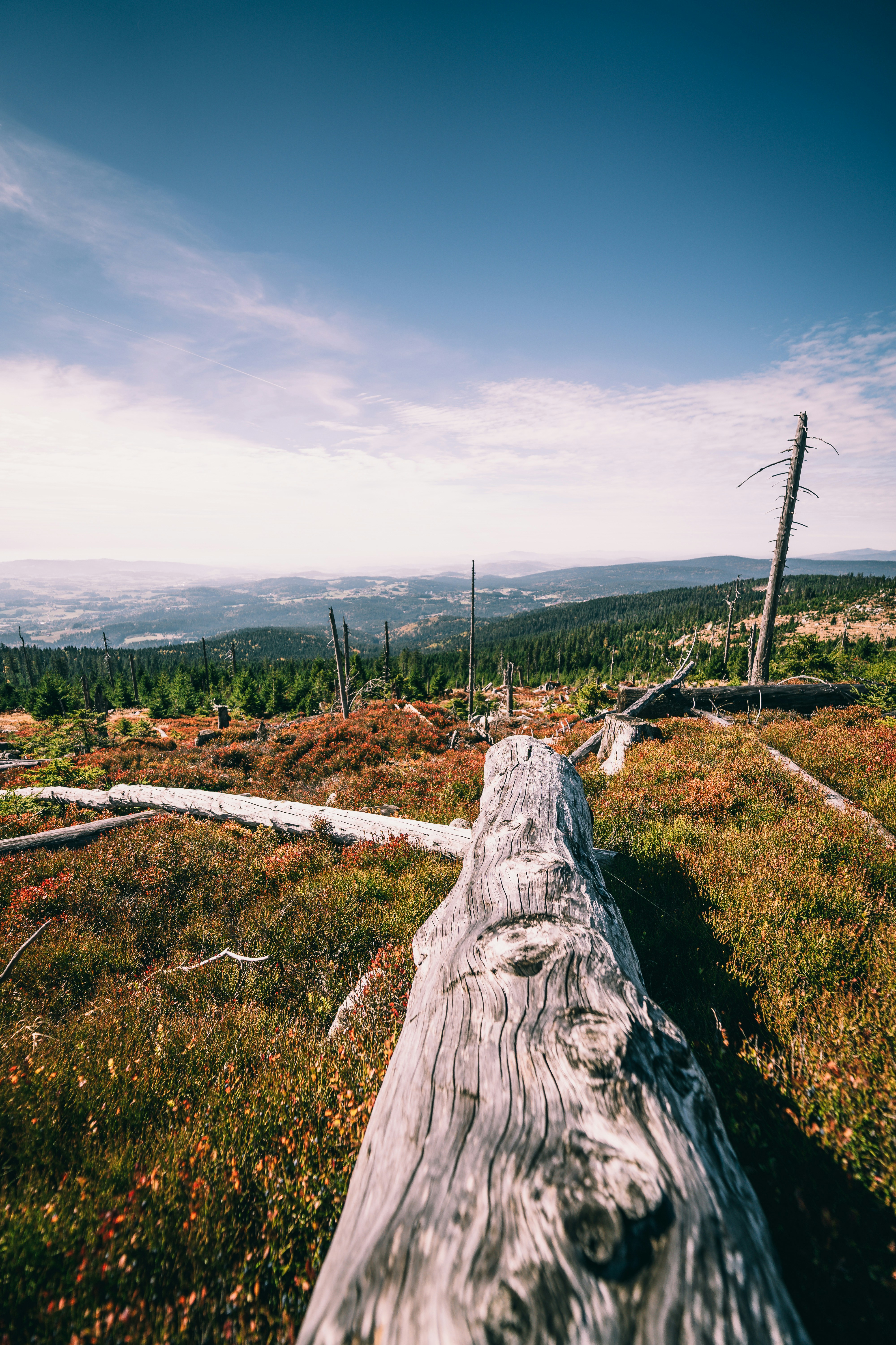 gray wood log on field during daytime