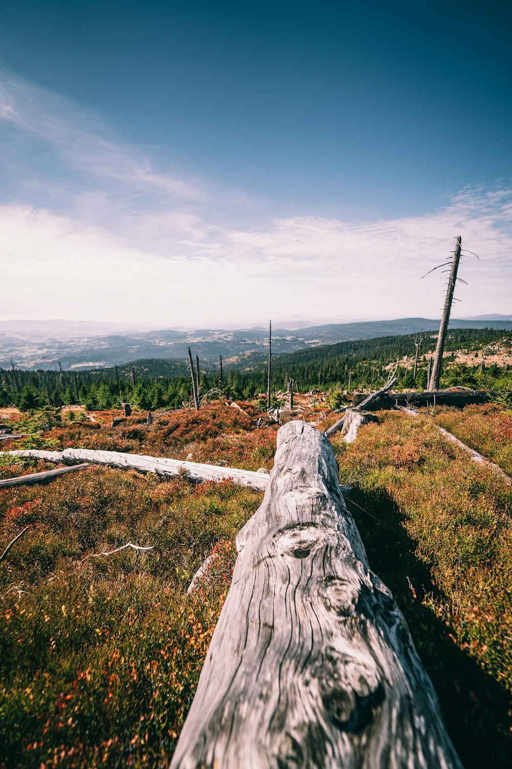 gray wood log on field during daytime