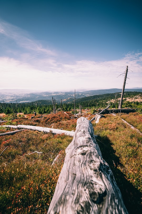 gray wood log on field during daytime in Dreisesselberg Germany