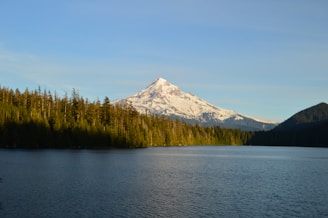 forest trees beside body of water near mountain