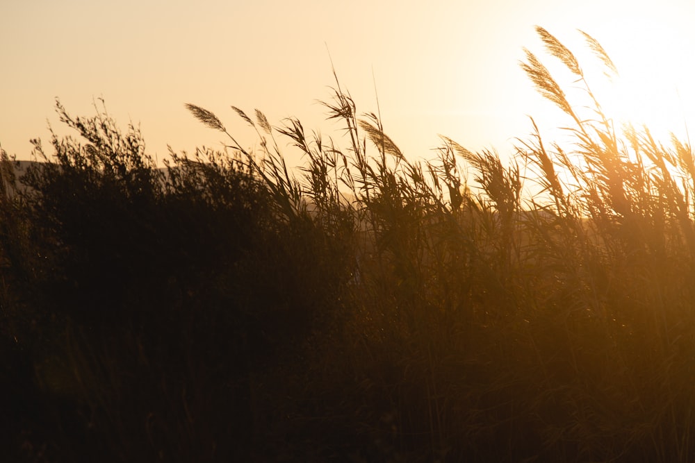 shallow focus photography of grain field