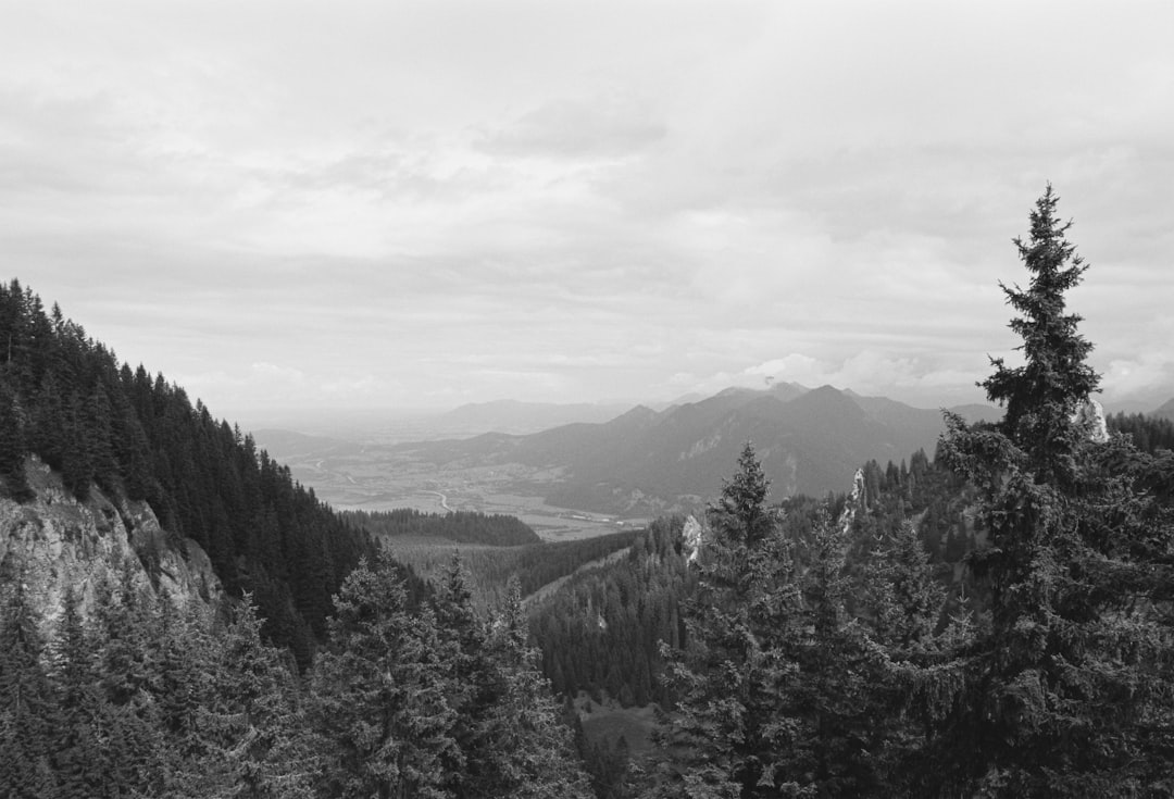 grayscale photography of high trees