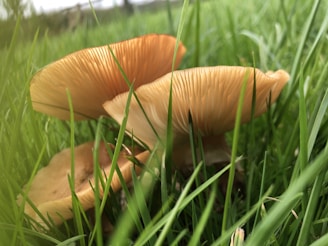 A close-up of mushrooms sprouting in the shaded, damp ground beneath the club's outdoor seating area.