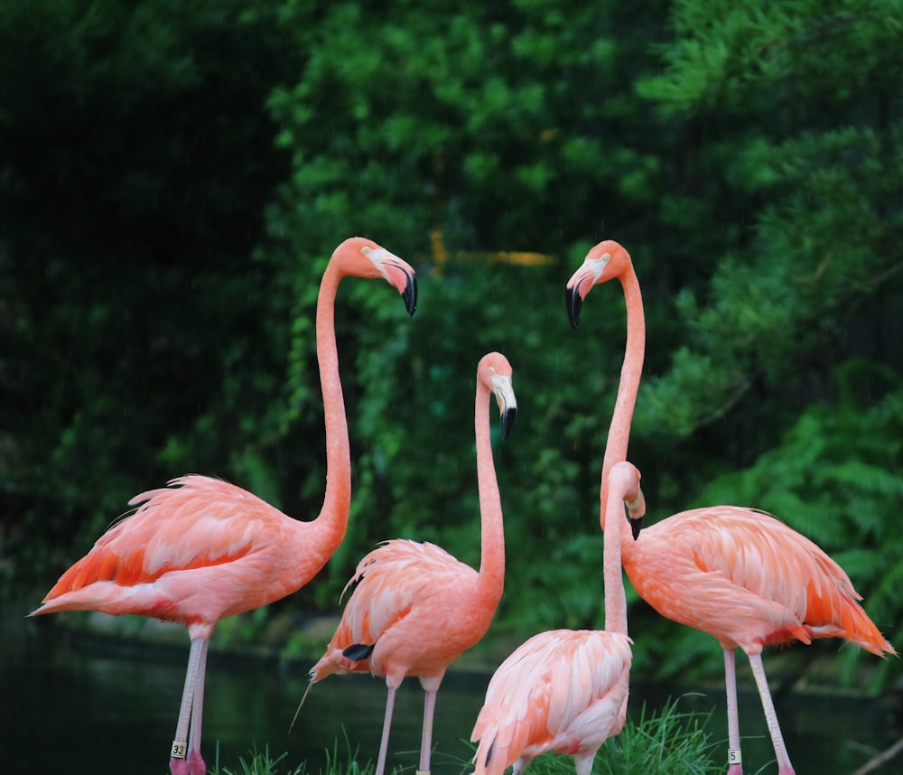 four flamingos