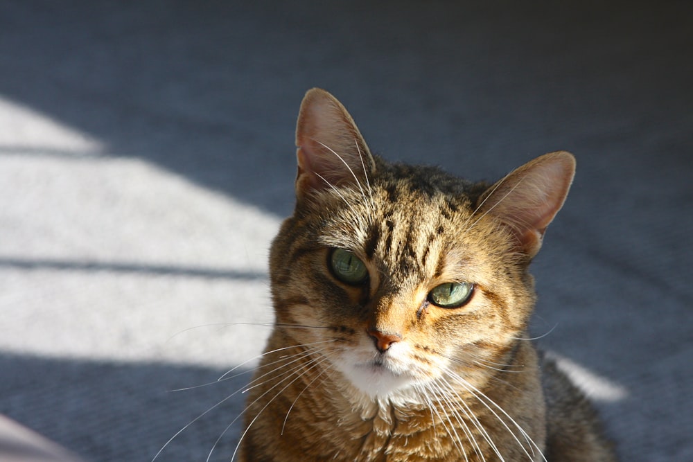 grey tabby cat