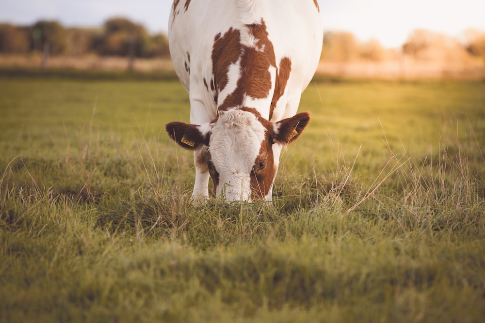 white and brown cow on green grass field