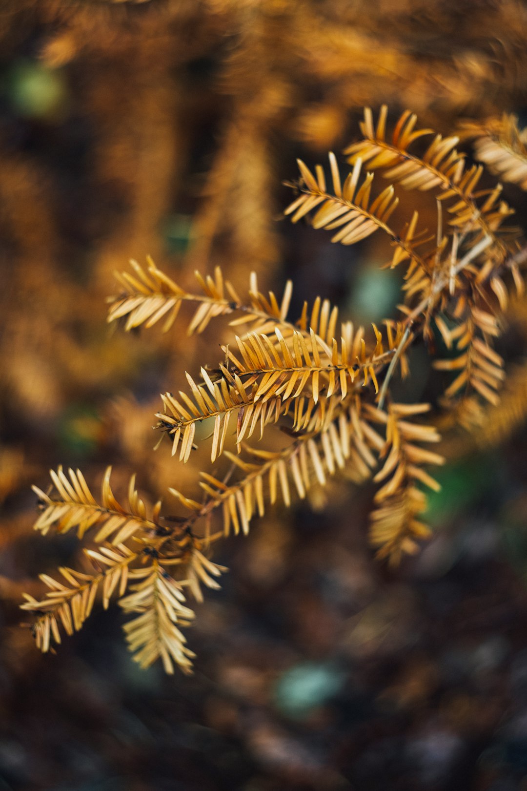 shallow focus photography of leafed-plant