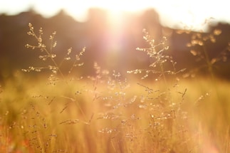 shallow focus photography of grass field