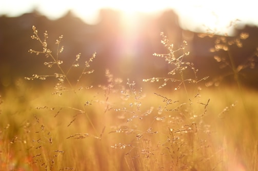 shallow focus photography of grass field