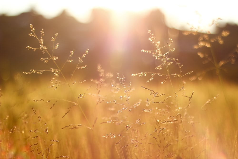 shallow focus photography of grass field